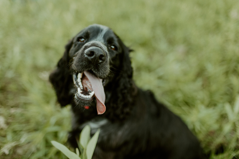 black English Cocker Spaniel with tongue hanging out | ©Michaela Kessler Photography | summer dog portraits | Erie, PA