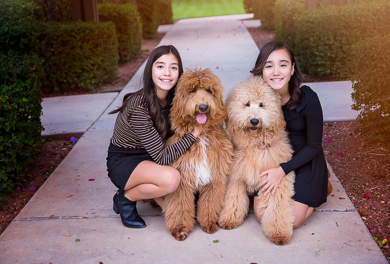 7 Reasons Why Goldendoodles Are the Best Family Dogs - Tamara Like Camera