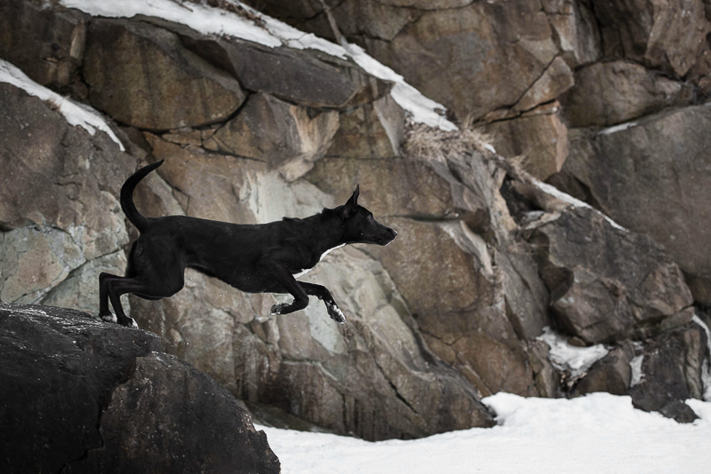 winter pet portraits, dog jumping off of rock into snow, Chantal Levesque Photography | Montreal dog photographer