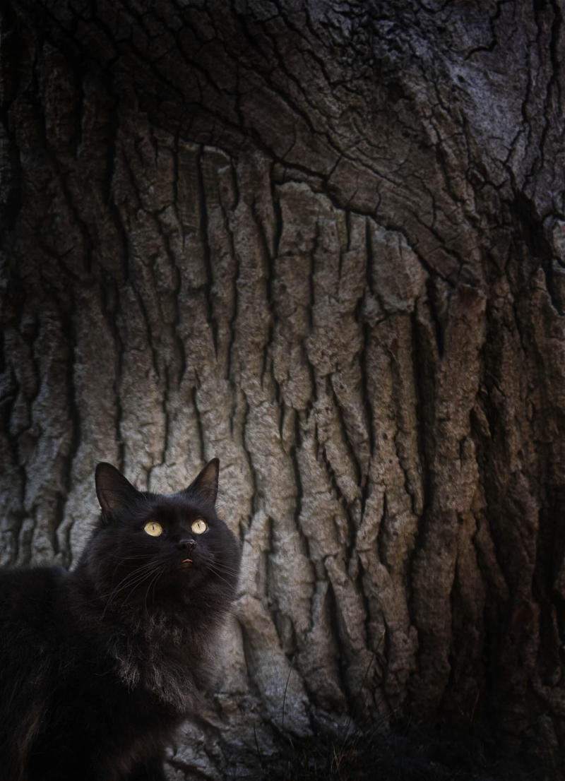 long haired black cat in front of tree, Chasing Shadows, Chantal Levesque Photography | Montreal cat portraits