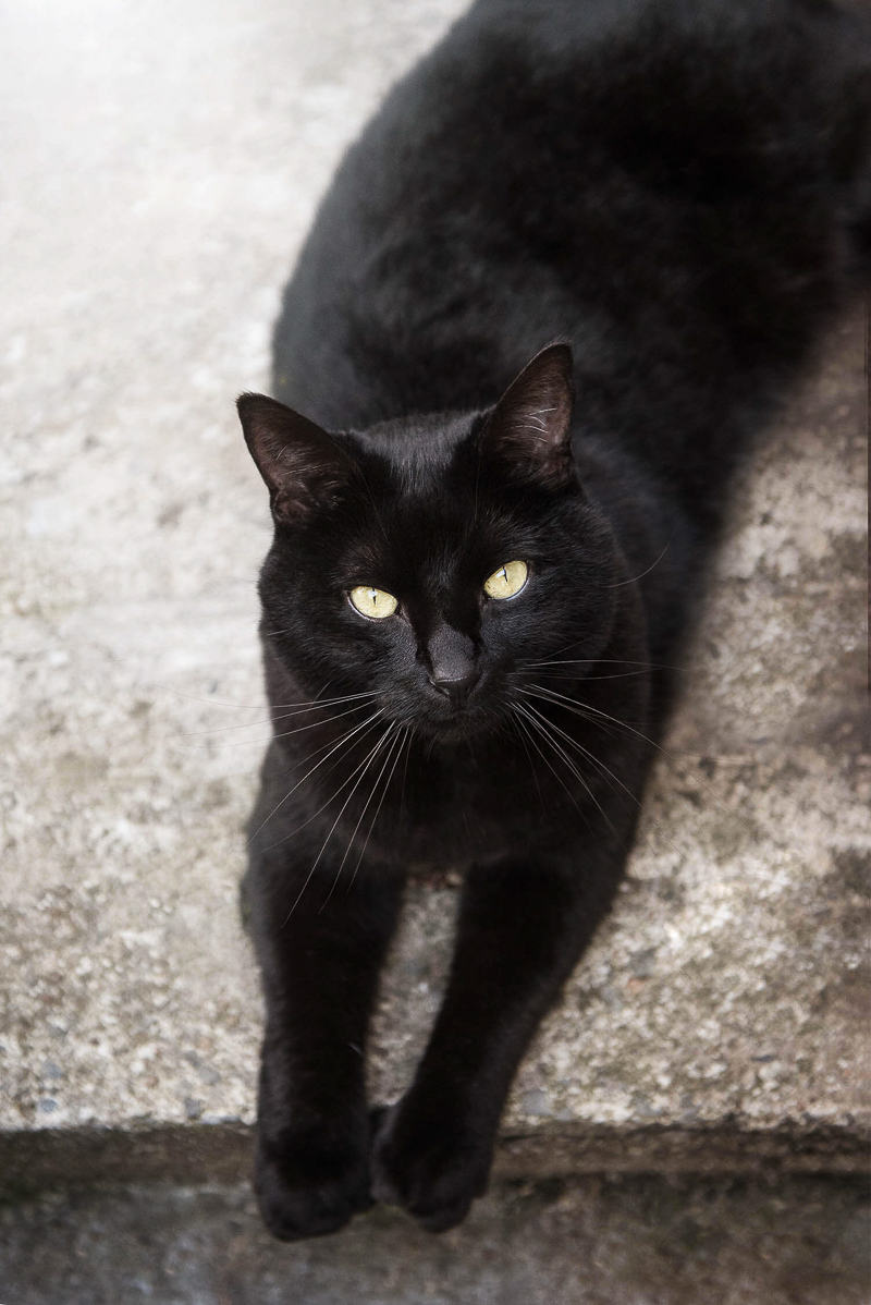 handsome black cat on concrete landing, Chantal Levesque Photography | Montreal cat photographer