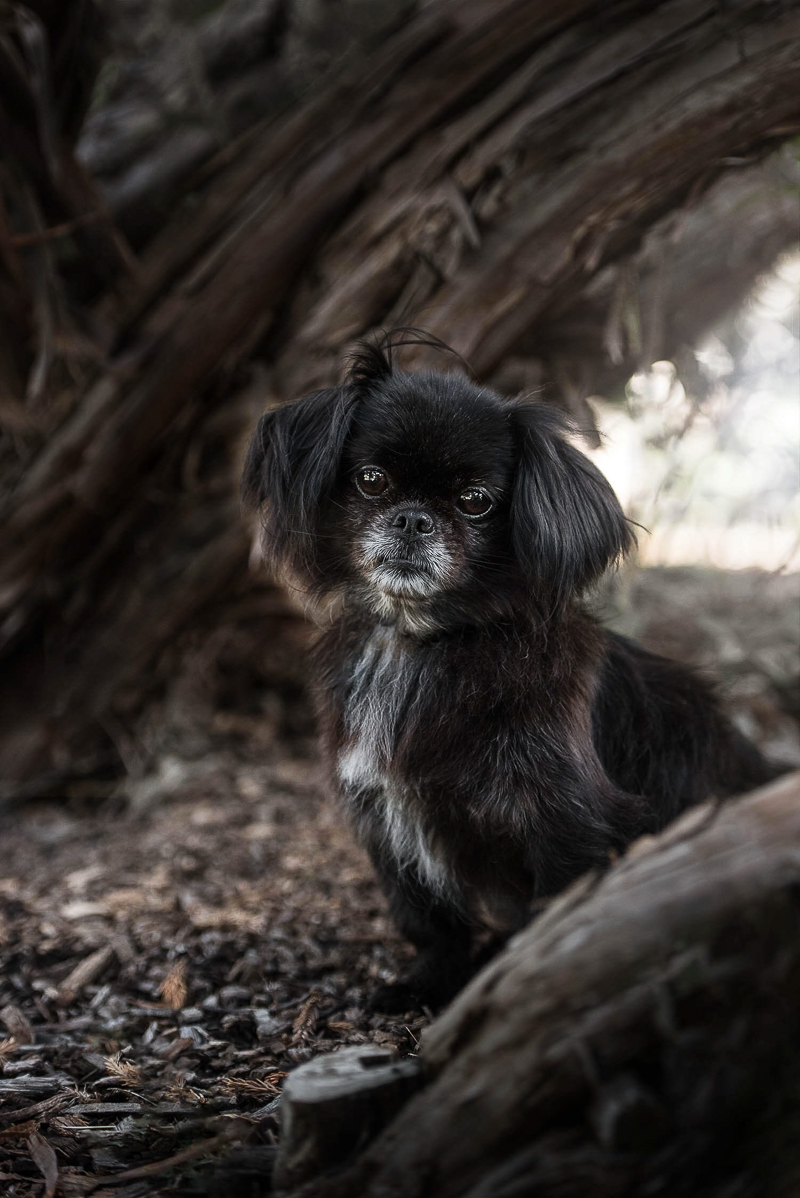 cute small dog, Chasing Shadows pet photography project by Chantal Levesque Photography | Montreal dog photographer