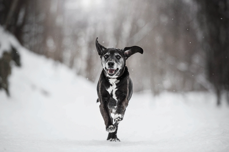 senior dog running in the woods, snow dog, Chantal Levesque Photography | Montreal dog photographer