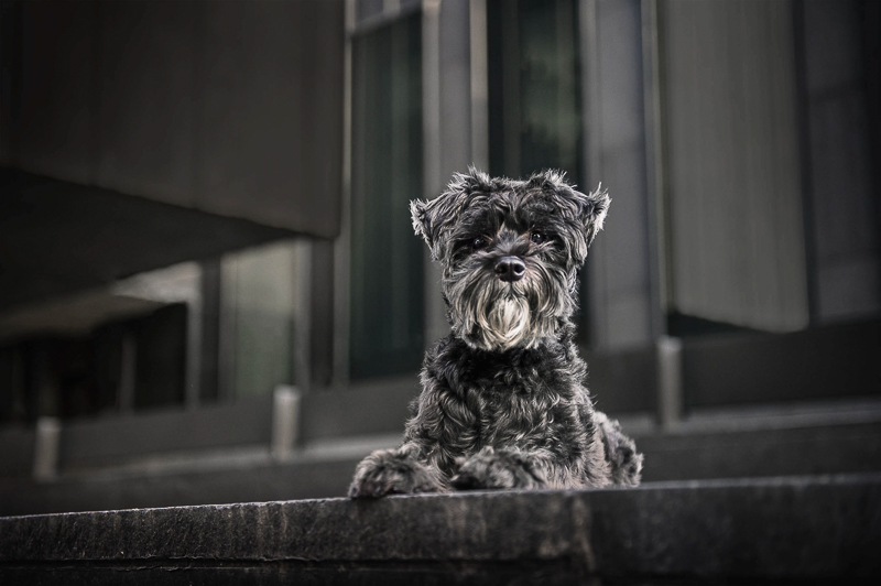 black dog on steps in front of modern building, Chantal Levesque Photography | Montreal dog photographer