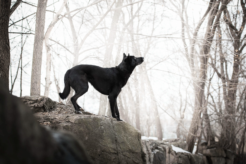 mixed breed black dog on rock, lifestyle winter dog photography | ©Chantal Levesque Photography