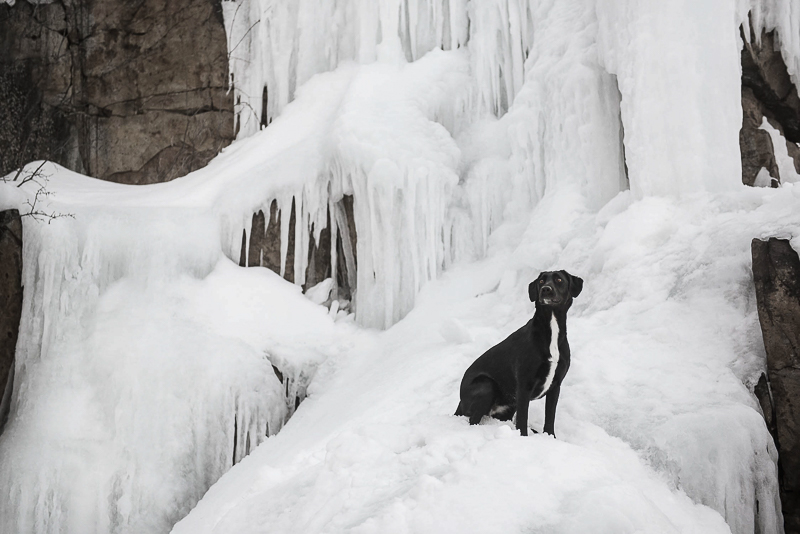 black mixed breed dog sitting on ice covered rocks | Chantal Levesque Photography, winter dog portraits