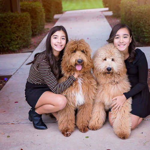 Happy Tails:  Family Photos with  Goldendoodles