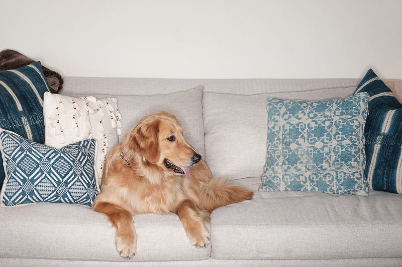 Golden Retriever sitting on sofa, ©Nicole Caldwell Photo | in home pet portrait session