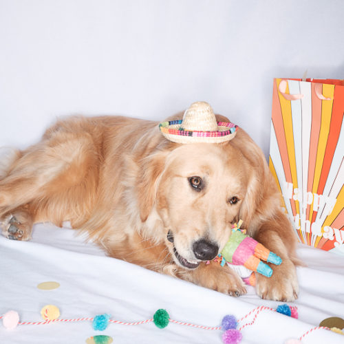 Happy Tails:  At Home with Gunnar the Golden Retriever