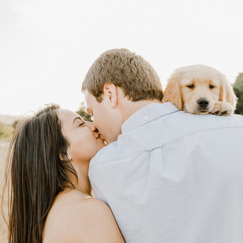 Puppy Love:  Sadie the Golden Retriever | Gilroy, CA