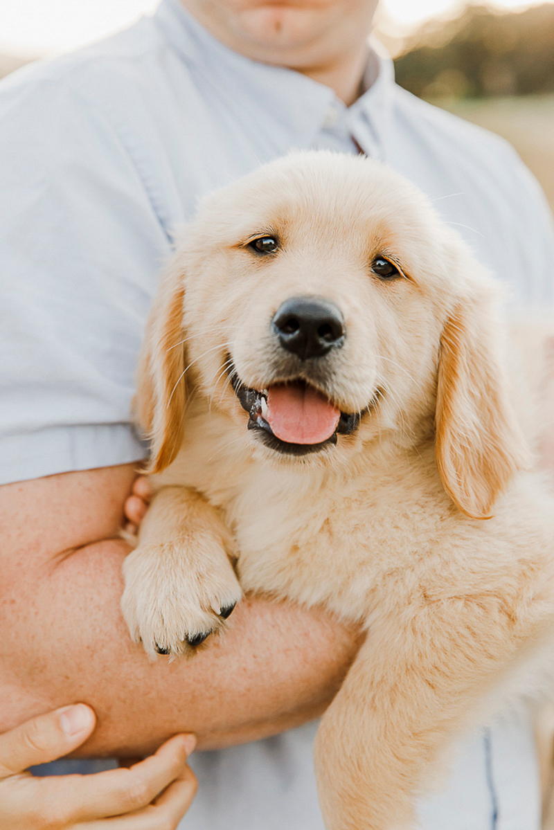 cute Golden Retriever puppy, lifestyle dog photography | ©Paulina Perrucci Photography
