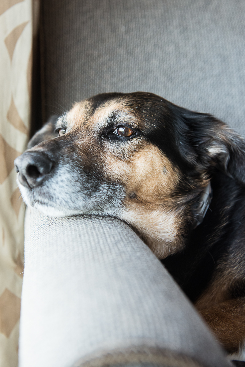mixed breed dog resting head on arm of chair, ©Alice G Patterson Photography, lifestyle dog photography
