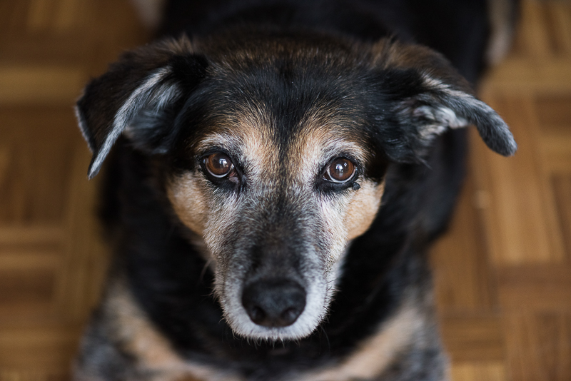 senior dog. Shepherd mix | Syracuse Pet Photography, ©Loving My Company  #MyUnspokenPet 