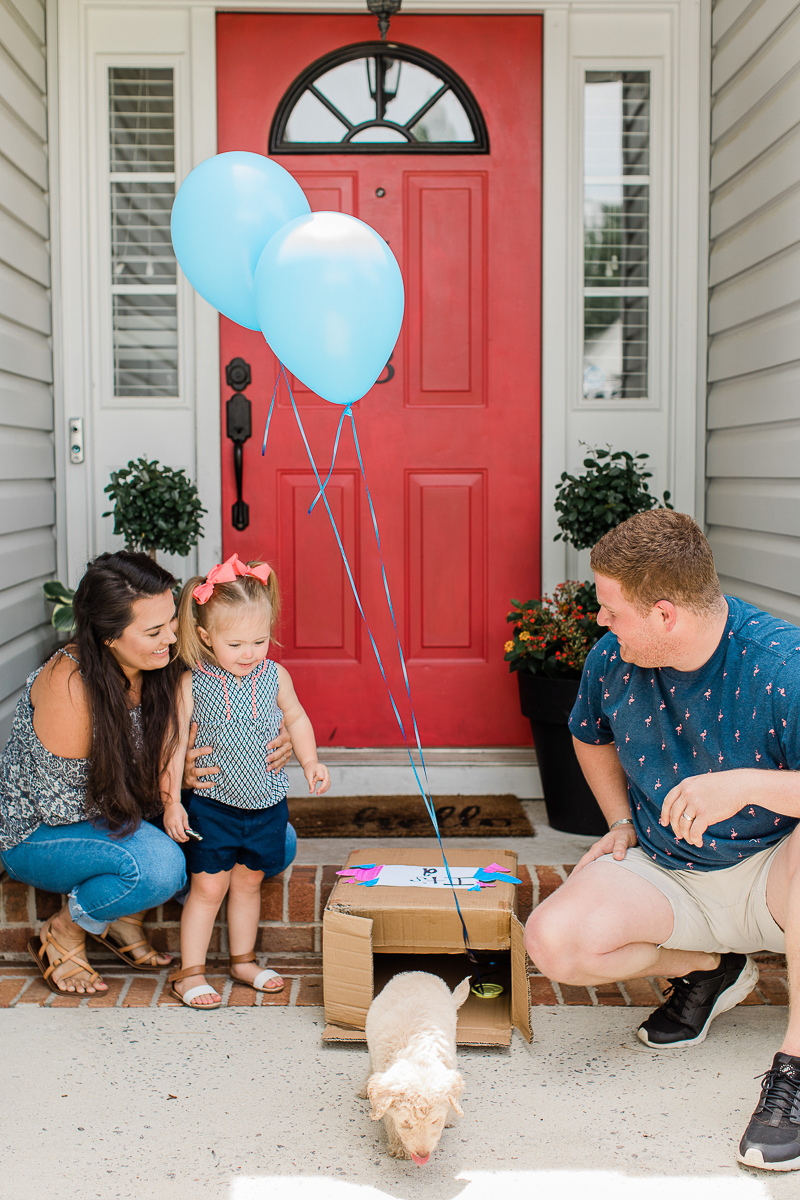 puppy walking out of box with blue balloons, puppy reveal | ©Brandy Morrison Photography, Lexington, SC