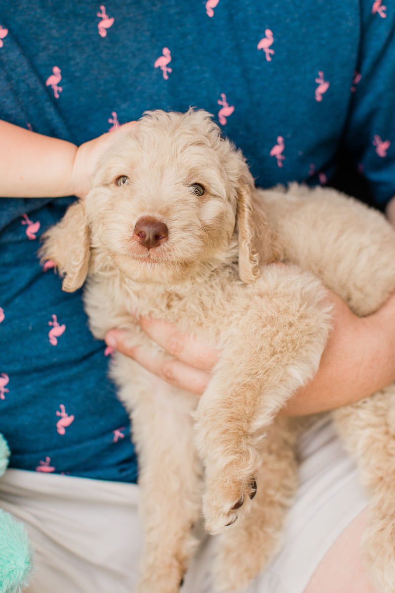 cute golden doodle puppy | ©Brandy Morrison Photography | dog-friendly family portraits, Lexington, SC