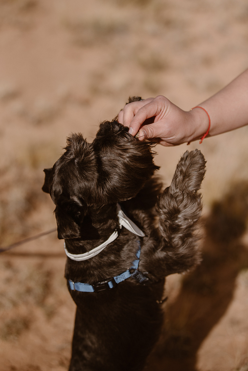 Mini Schnauzer wearing white bow tie getting a treat | © Adventure Instead dog-friendly elopement photography
