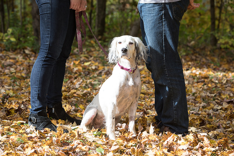 Llewellin Setter, dog-friendly engagement session, Vermont wedding photographer | ©Cat Cutillo Photography