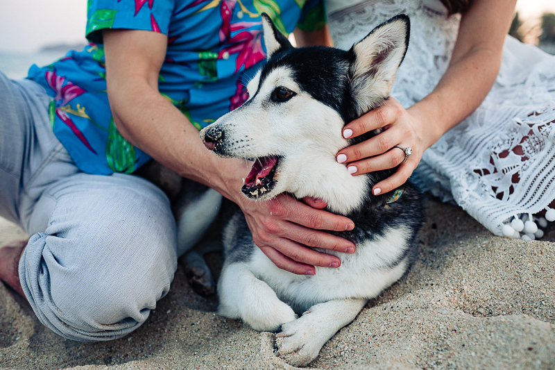 cute Mini Husky on the beach | ©Fabi Rosas Photography, dog-friendly engagement session Cabo, Mexico