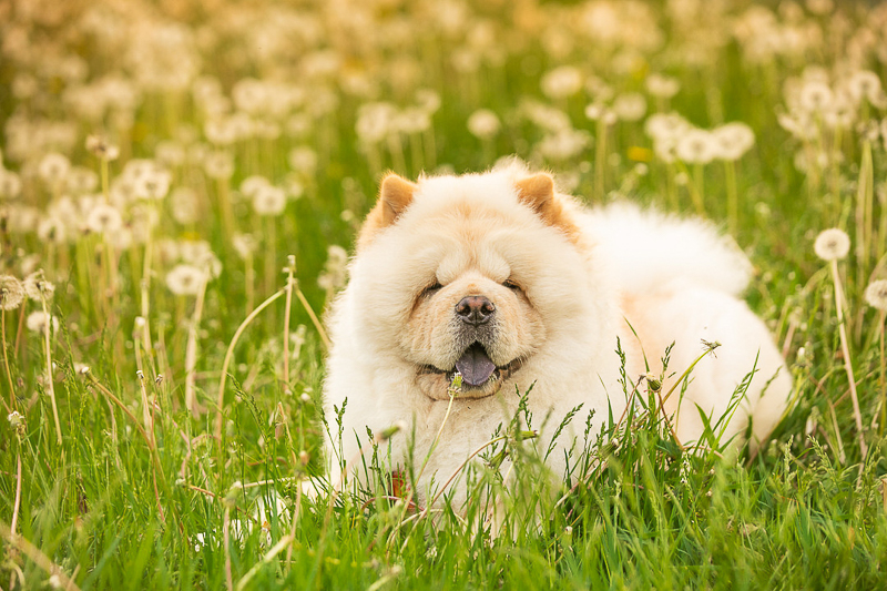 Adorable fluffy dog in the dandelions | ©K Schulz Photography, Bloomington MN and beyond