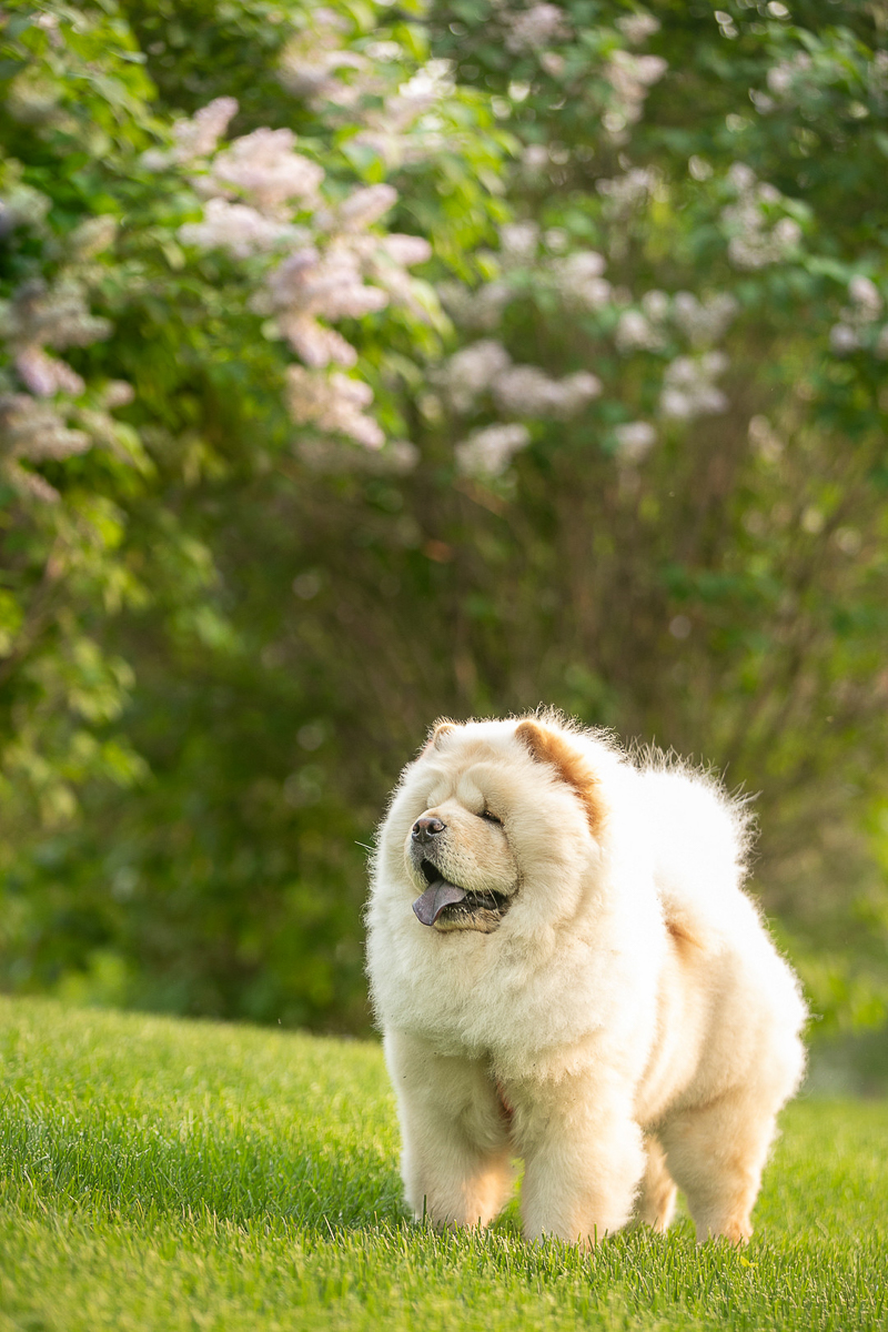 cream Chow standing next to blooming lilac trees | ©K Schulz Photography | lifestyle dog photography, St. Louis Park, MN