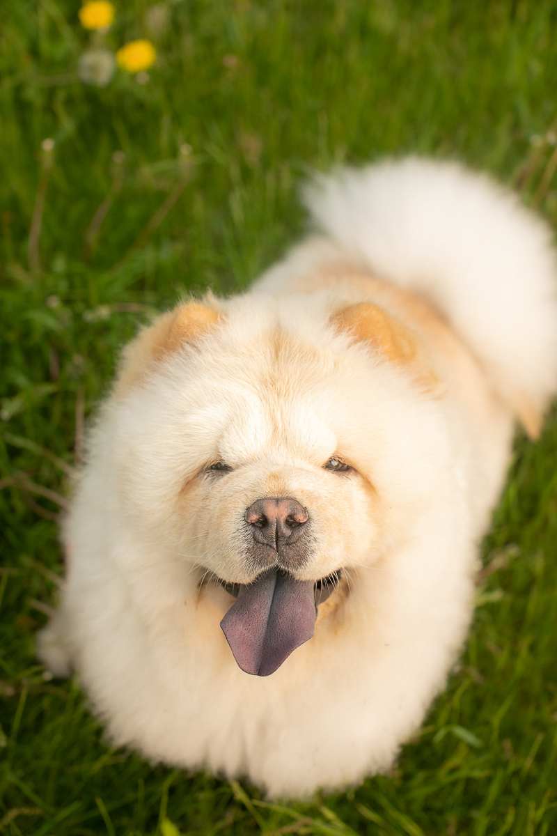cream Chow looking up at camera, dog with purple tongue | ©K Schulz Photography | lifestyle dog photography