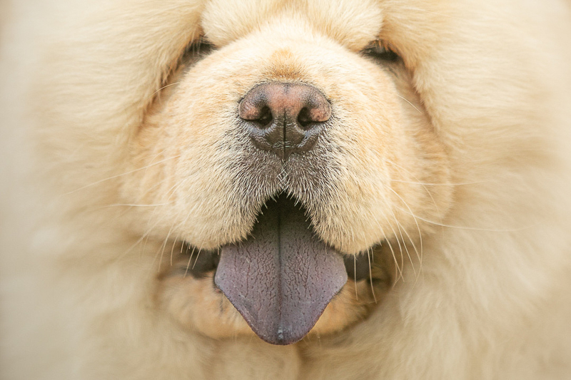 close up of Chow's purple tongue | ©K Schulz Photography, MN pet portraits, dog photography ideas
