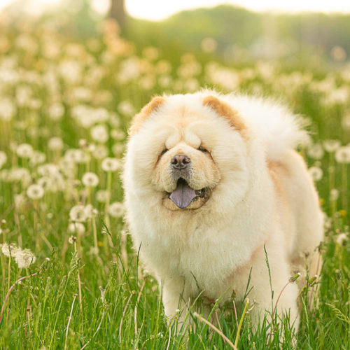 Happy Tails:  Marvel the Chow Chow