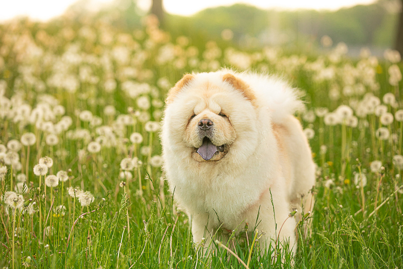 cute Chow standing in field of Dandelions, so fluffy! ©K Schulz Photography, MN pet photography