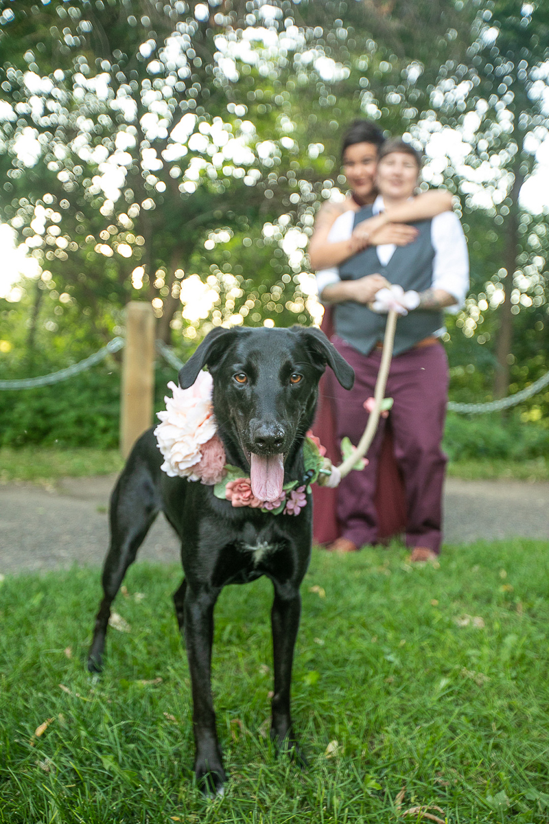 ©K Schulz Photography- dog-friendly engagement tips, black lab mix wearing floral collar, same sex engagement photos