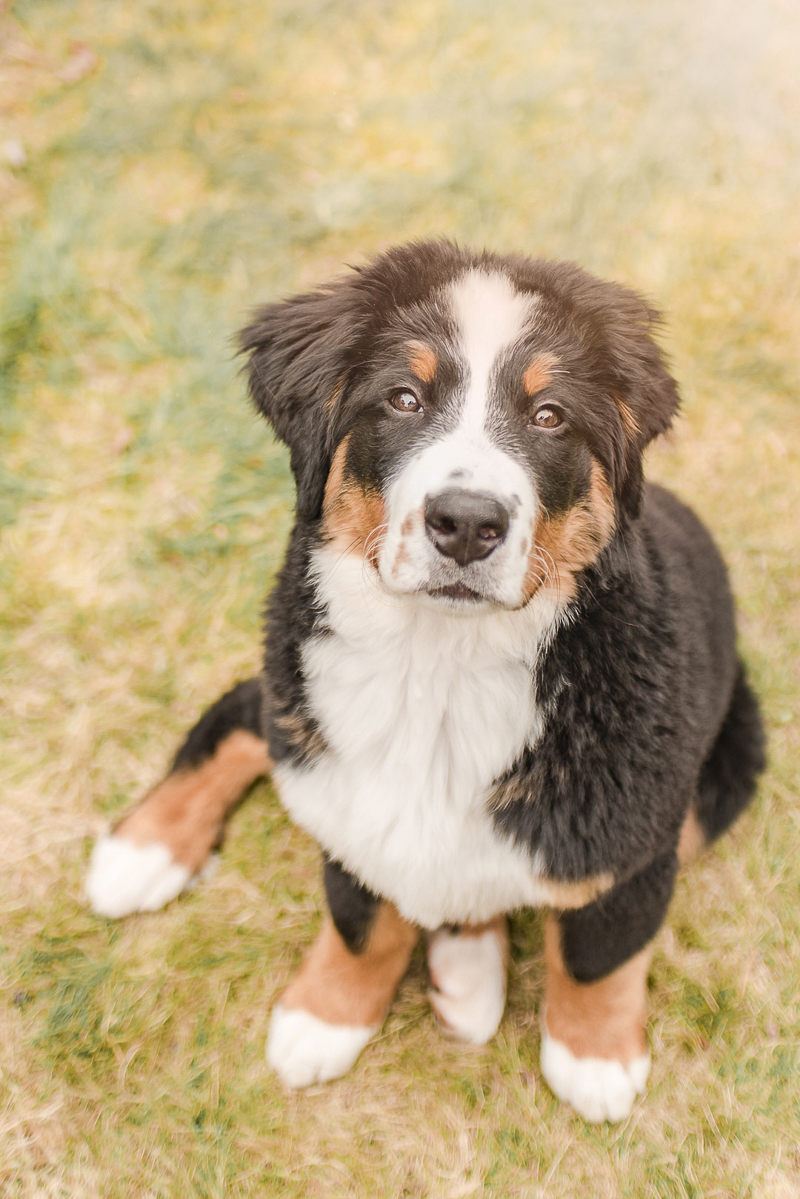 Bernese Mountain Dog puppy sitting in grass | ©Pearls & Pines Photography, on location dog portraits