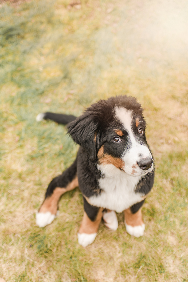 Puppy side eye, cute dog photographs, ©Pearls & Pines Photography | Seattle pet portraits