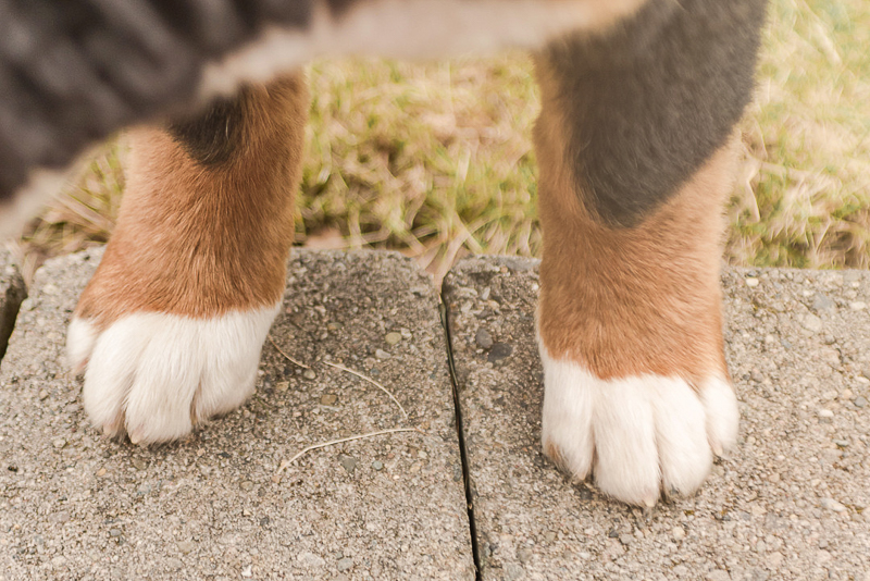 close up of Bernese Mountain Dog puppy paws | ©Pearls & Pines Photography, dog photography ideas