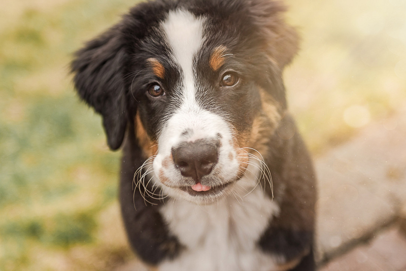 Puppy Love:  Ruby Sue the Bernese Mountain Dog | Seattle, WA