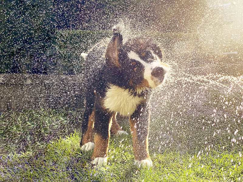 Berner puppy, cute puppy playing in the hose, dog photography ideas | ©Pearls & Pines Photography | Seattle pet portraits