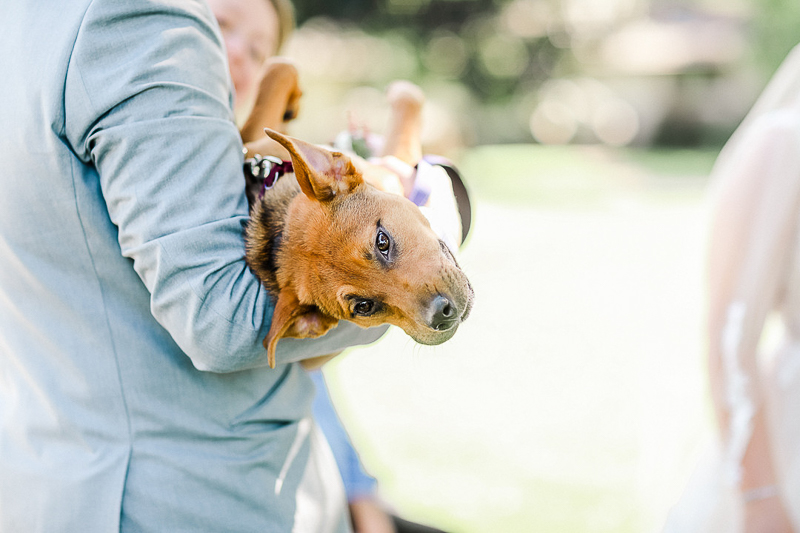 groom carrying Lab/Boxer mix | ©Shelby Chante' Photography