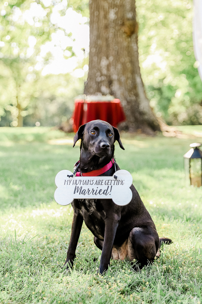 Lab/Chow mix wearing wedding sign | ©Shelby Chante' Photography