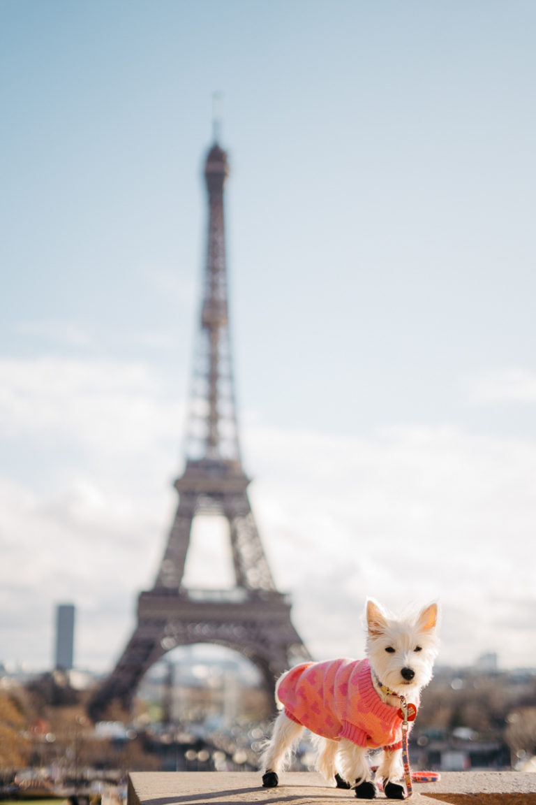 Happy Tails Treasure (the Westie) in Paris Daily Dog Tag