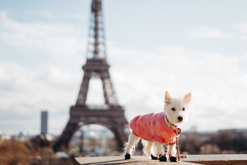 Février Photography – dog-friendly portrait session in Paris-2