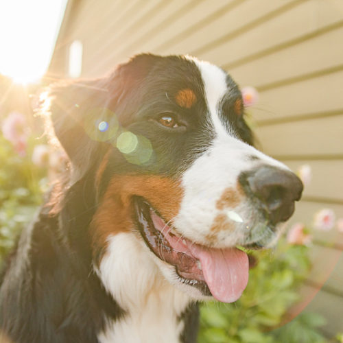 Happy Tails:  Ruby Sue The Bernese Mountain Dog