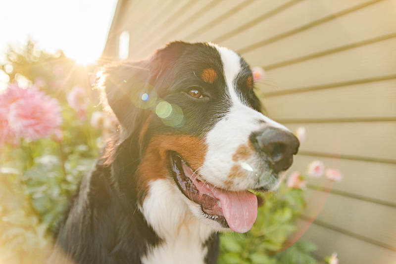 happy BMD, summer dog photography ideas | ©Pearls & Pines Photography 