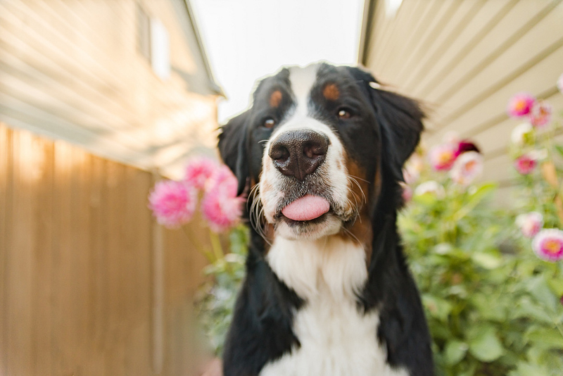 Berner with tongue sticking out, ©Pearls & Pines Photography | lifestyle pet portraits, Seattle, WA