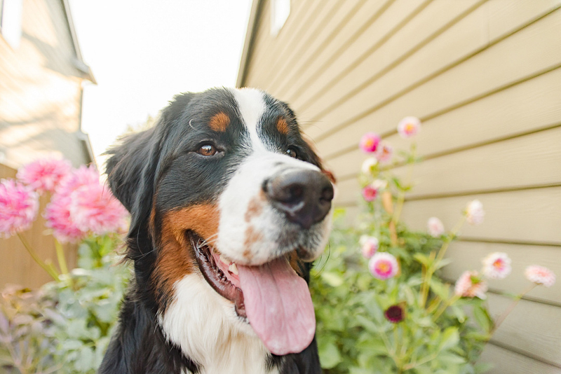 close up of Bernese Mountain Dog, on location dog photography ideas | ©Pearls & Pines Photography | Seattle, WA