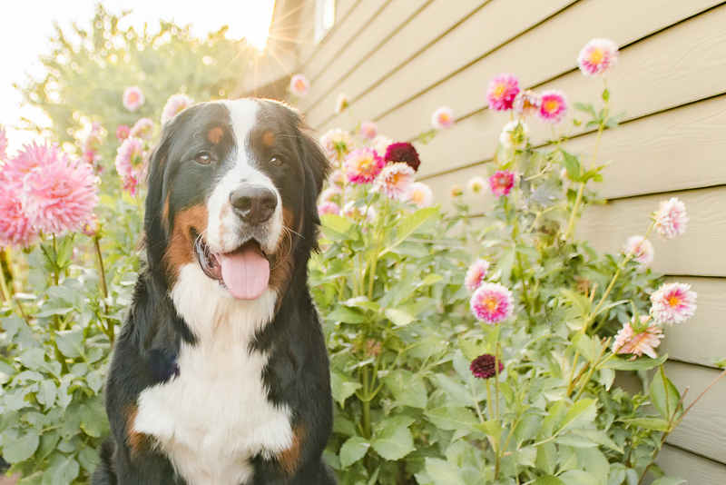 on location dog photography, dog and flowers, pink dahlias | ©Pearls & Pines Photography 