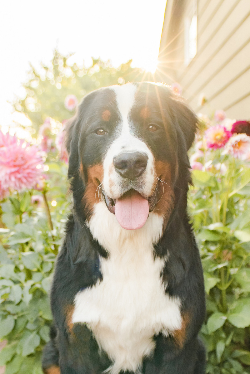 Beautiful Bernese Mountain dog, Dahlias in the background, on location Seattle dog photography | ©Pearls & Pines Photography | lifestyle pet portraits ideas