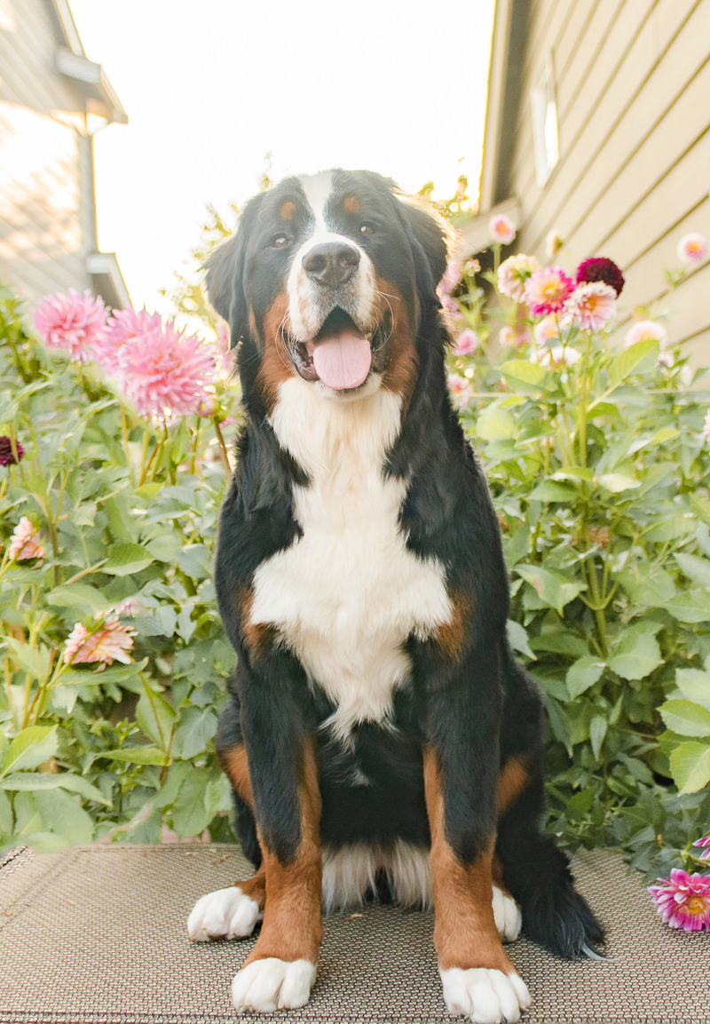 gorgeous Bernese Mountain Dog posing in front of flowers, ©Pearls & Pines Photography | lifestyle pet portraits, Seattle, WA