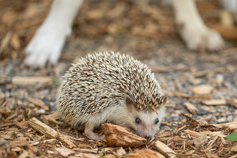 fun animal friends, dog and hedgehog | ©K Schulz Photography. MN Pet Portraits 