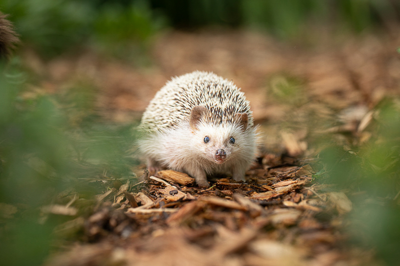 cute hedgehog in the garden | ©K Schulz Photography. MN Pet Portraits 