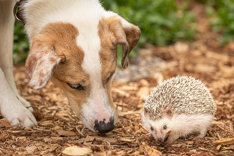 dog and hedgehog friends in the yard | ©K Schulz Photography. MN Pet Photography