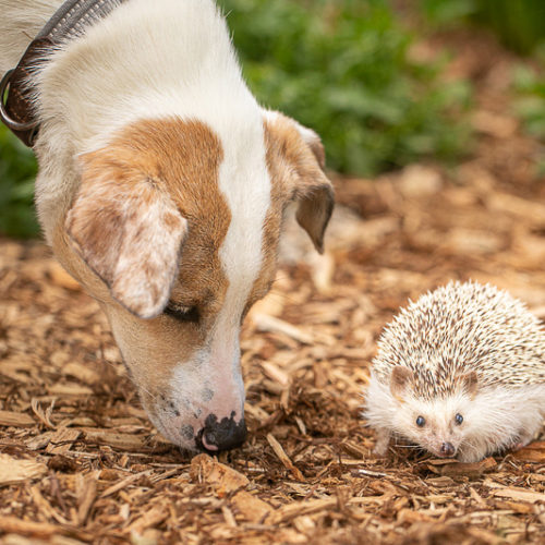 Happy Tails:  Dogs and Hedgehogs