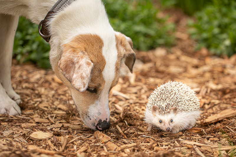 dog and hedgehog in the yard | ©K Schulz Photography